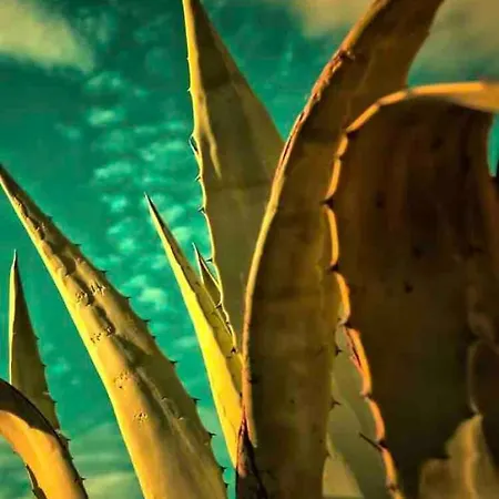 Agave Piscine * Leucate