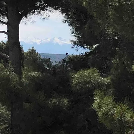 Agave Piscine Villa Leucate