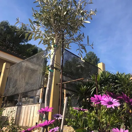 Agave Piscine Villa Leucate