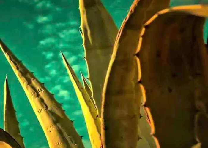 Agave Piscine * לאוקאט